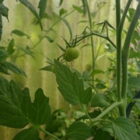 Tomaten 2026-06-17 11.35.